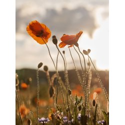 Laine Magazine No. 21